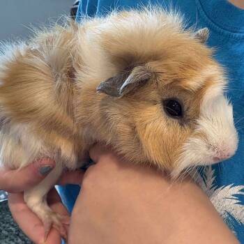 Rescue Guinea Pig Guinea Pigs for Adoption in Miami, Florida - Bowser | PetCurious